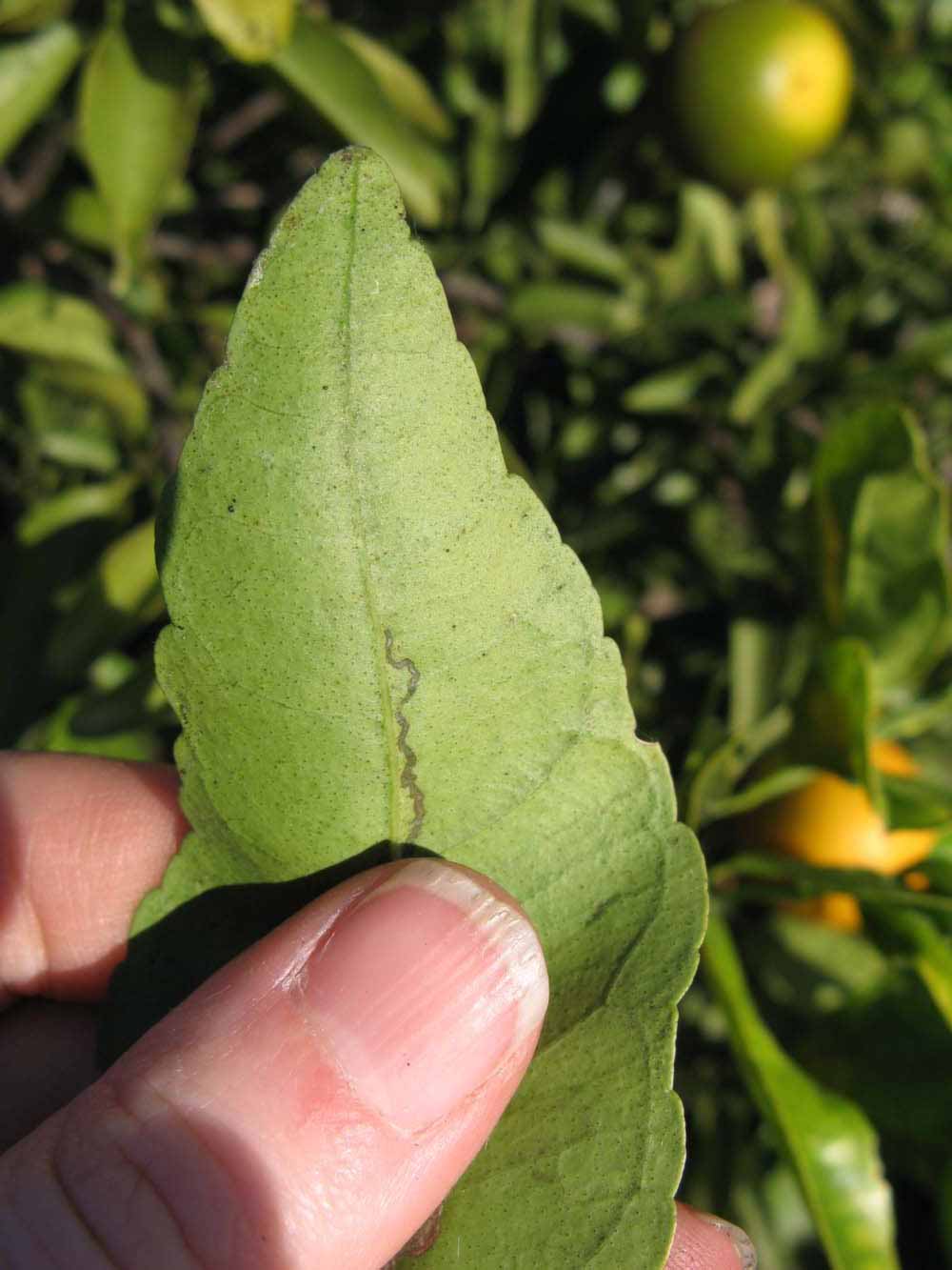              Margin (Winter Haven, FL)       